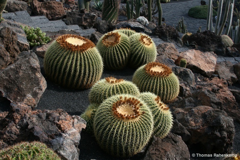 Jardin de Cactus